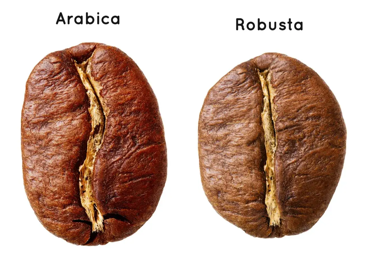 Arabica vs Robusta ziarna kawy porównanie
